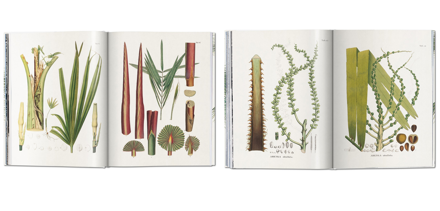 Книга The Book of Palms - фото №1