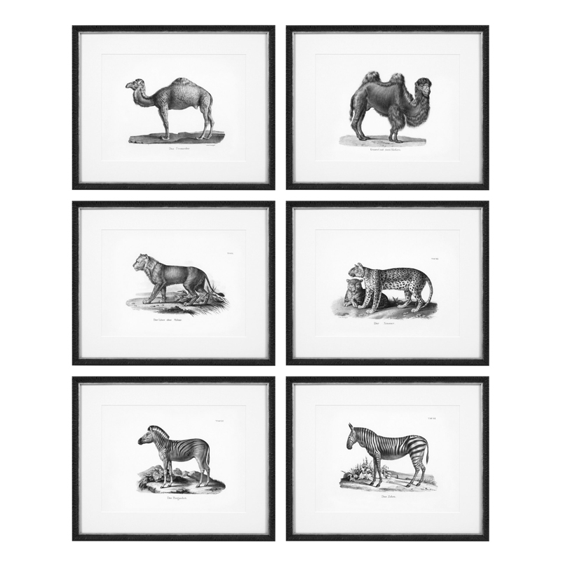 Комплект постеров Eichholtz Prints Historical Animals set of 6 Черный Черно-белый в Ижевске | Loft Concept 