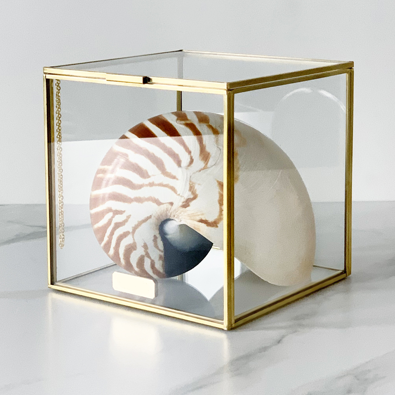 Статуэтка Nautilus Pompilius Glass Box M  в Ижевске | Loft Concept 