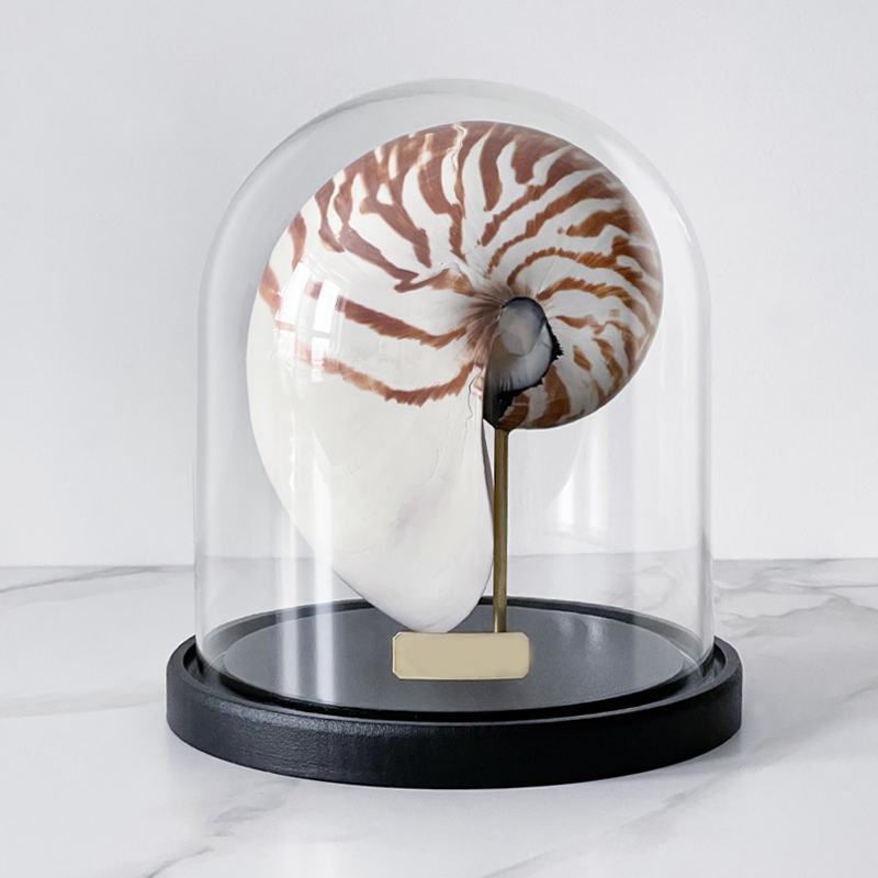 Статуэтка Nautilus Pompilius Glass Cloche  в Ижевске | Loft Concept 