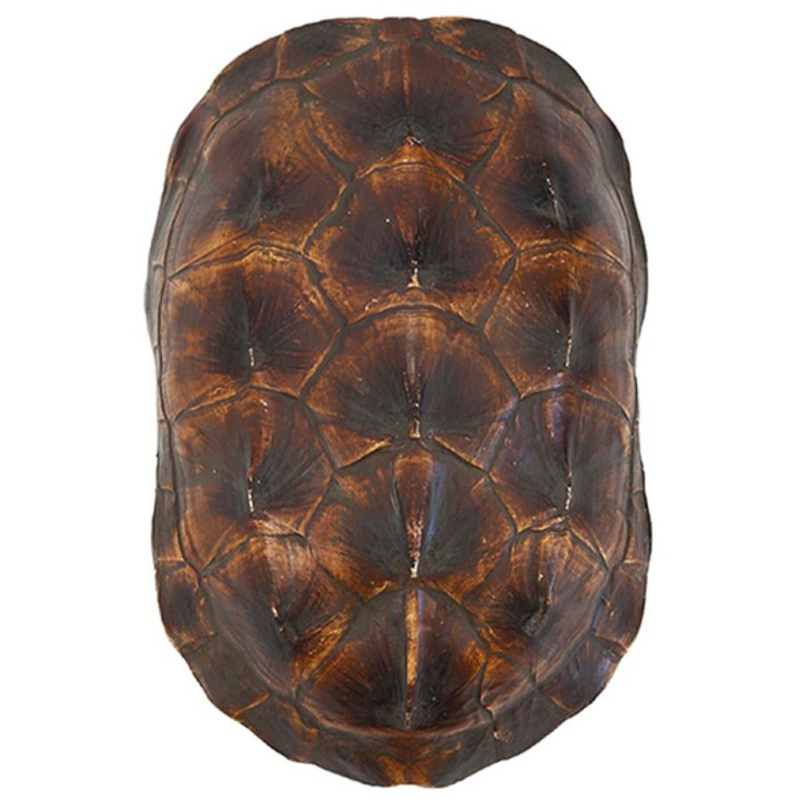 Аксессуар Turtle Shell Natural Brown Коричневый в Ижевске | Loft Concept 