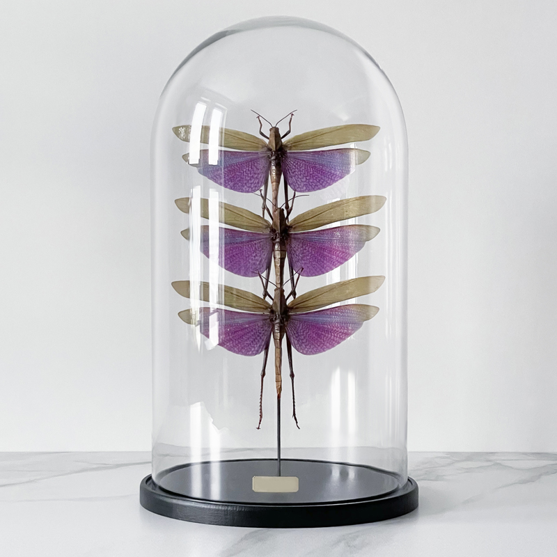 Статуэтка 3 Grasshoppers Titanacris Albipes Glass Cloche  в Ижевске | Loft Concept 