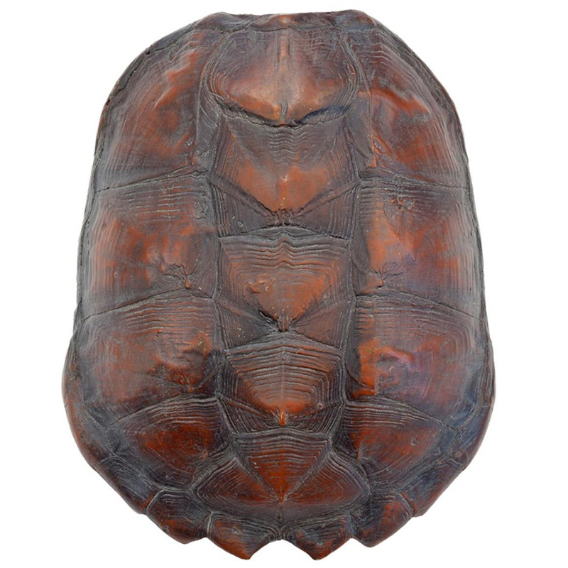 Аксессуар Turtle Shell Big Natural Коричневый в Ижевске | Loft Concept 