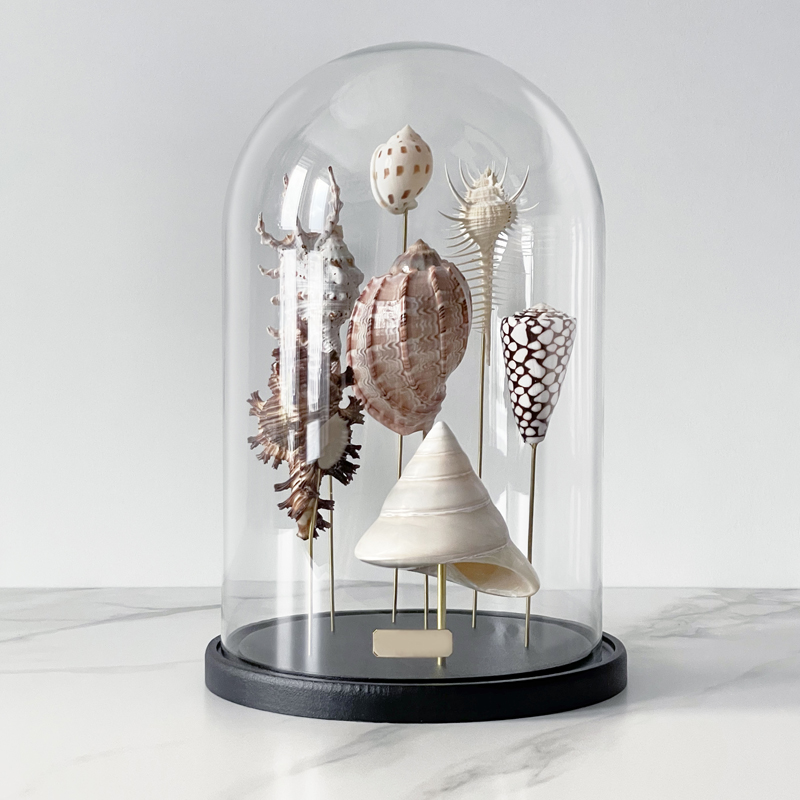 Статуэтка Shell Collection Glass Cloche 2  в Ижевске | Loft Concept 