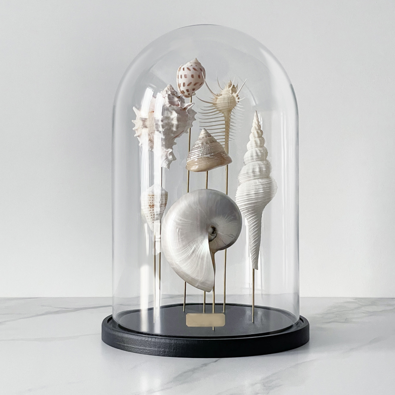 Статуэтка Shell Collection Glass Cloche 1  в Ижевске | Loft Concept 