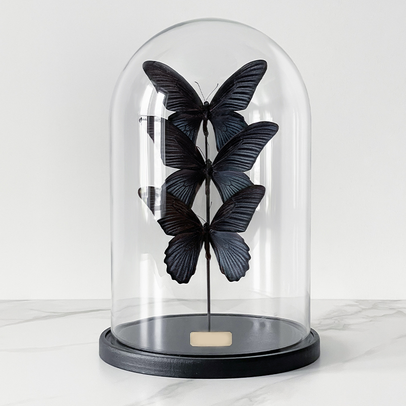 Статуэтка 3 Butterflies Papilio Memnon Glass Cloche  в Ижевске | Loft Concept 