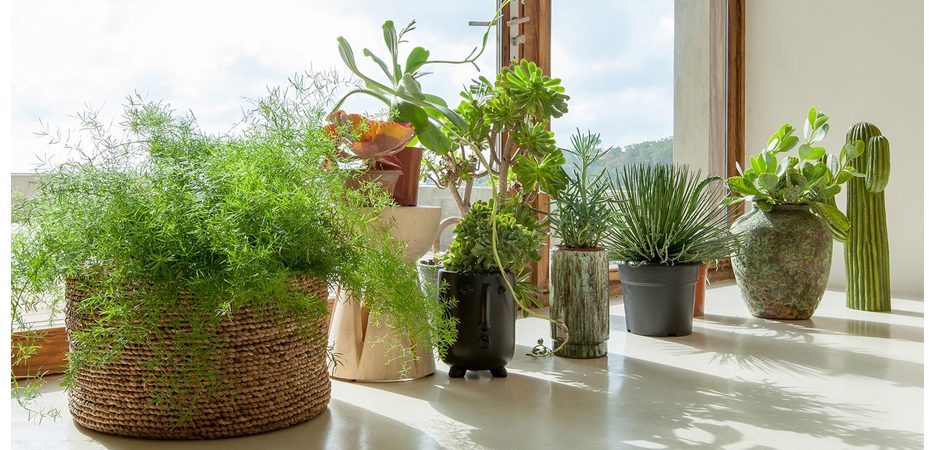 Статуэтка Kaktus Carnegie малая - фото №1