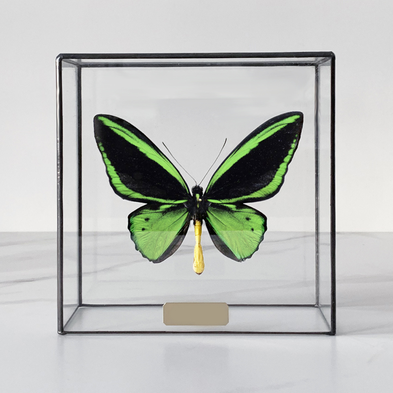 Статуэтка Butterfly Priamus Poseidon Glass Box  в Ижевске | Loft Concept 