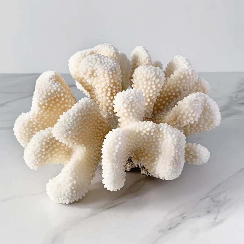 Статуэтка White Cauliflower Coral  в Ижевске | Loft Concept 