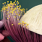 Статуэтка фантастический фрукт Exotic Tropical Fruit orange and white 67 варинант исполнения - 2 | Loft Concept в Ижевске