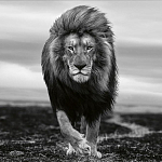 Книга Beusker. Look into my Eyes варинант исполнения - 7 | Loft Concept в Ижевске