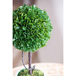 Декоративный искусственное растение Single boxwood варинант исполнения - 7 | Loft Concept в Ижевске