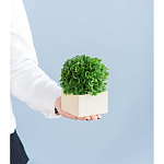 Декоративный искусственное растение Square boxwood варинант исполнения - 7 | Loft Concept в Ижевске