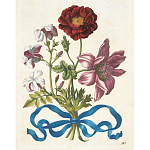 Книга цветов 22 постера Maria Sibylla Merian: 22 Pull-Out Posters варинант исполнения - 3 | Loft Concept в Ижевске