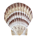 Фигурка из фарфора в виде ракушки морского гребешка Marine Tridacna варинант исполнения - 1 | Loft Concept в Ижевске
