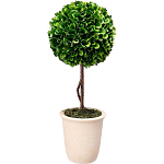 Декоративный искусственное растение Single boxwood варинант исполнения - 1 | Loft Concept в Ижевске