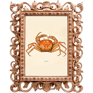 Постер Ocher Crab Poster
