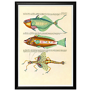 Постер в черной раме Fish Guide 21