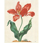 Книга цветов 22 постера Maria Sibylla Merian: 22 Pull-Out Posters варинант исполнения - 5 | Loft Concept в Ижевске