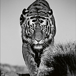 Книга Beusker. Look into my Eyes варинант исполнения - 6 | Loft Concept в Ижевске