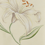 Обои ручная роспись Lilium Special Colourway on Ivory dyed silk варинант исполнения - 2 | Loft Concept в Ижевске