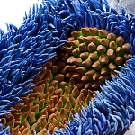 Дизайнерская статуэтка для интерьера Tropical Fruit Pandora 12 варинант исполнения - 3 | Loft Concept в Ижевске