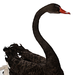 Настоящее чучело черного лебедя Black Swan варинант исполнения - 3 | Loft Concept в Ижевске