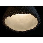 Светильник Acus варинант исполнения - 3 | Loft Concept в Ижевске