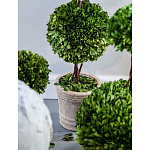 Декоративный искусственное растение Single boxwood варинант исполнения - 3 | Loft Concept в Ижевске