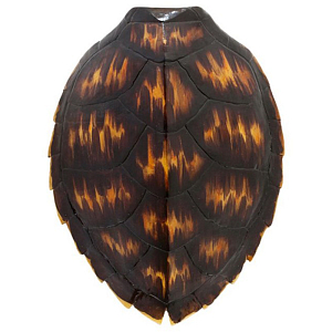 Аксессуар Turtle Shell Brown Orange
