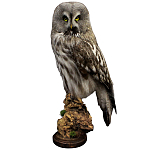 Чучело Совы таксидермия варинант исполнения - 1 | Loft Concept в Ижевске