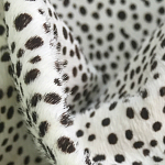 Мебельная ткань Искусственный мех  белый леопард 90 см T5-3 варинант исполнения - 1 | Loft Concept в Ижевске