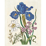 Книга цветов 22 постера Maria Sibylla Merian: 22 Pull-Out Posters варинант исполнения - 6 | Loft Concept в Ижевске