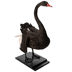 Настоящее чучело черного лебедя Black Swan варинант исполнения - 5 | Loft Concept в Ижевске