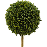 Декоративный искусственное растение Boxwood One варинант исполнения - 2 | Loft Concept в Ижевске