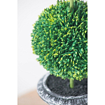 Декоративный искусственное растение Double boxwood варинант исполнения - 6 | Loft Concept в Ижевске