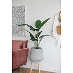 Декоративный искусственное растение Decor Stile  варинант исполнения - 6 | Loft Concept в Ижевске