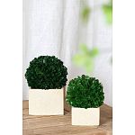 Декоративный искусственное растение Square boxwood варинант исполнения - 4 | Loft Concept в Ижевске