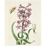 Книга цветов 22 постера Maria Sibylla Merian: 22 Pull-Out Posters варинант исполнения - 2 | Loft Concept в Ижевске