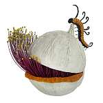 Статуэтка фантастический фрукт Exotic Tropical Fruit orange and white 67 варинант исполнения - 4 | Loft Concept в Ижевске