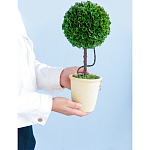 Декоративный искусственное растение Single boxwood варинант исполнения - 8 | Loft Concept в Ижевске