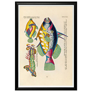 Постер в черной раме Fish Guide 17