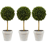 Декоративный искусственное растение Boxwood One варинант исполнения - 1 | Loft Concept в Ижевске