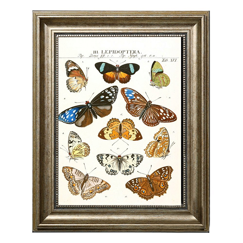 Постер Butterfly Collection  в Ижевске | Loft Concept 