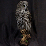 Чучело Совы таксидермия варинант исполнения - 3 | Loft Concept в Ижевске