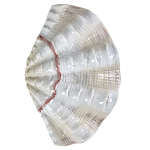 Фигурка из фарфора в виде одной створки ракушки Marine Tridacna варинант исполнения - 1 | Loft Concept в Ижевске