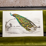 Постер на холсте с изображением павлина на ветке Majestic Peacock on a Tree Poster варинант исполнения - 4 | Loft Concept в Ижевске