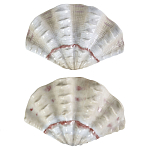 Фигурка из фарфора в виде одной створки ракушки Marine Tridacna варинант исполнения - 2 | Loft Concept в Ижевске